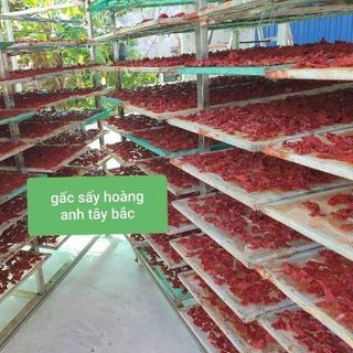 BỘT GẤC