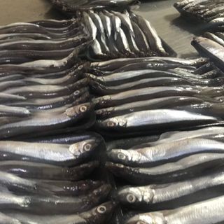 Cá trứng NK Nauy xếp vỉ 500gr tiện dụng.