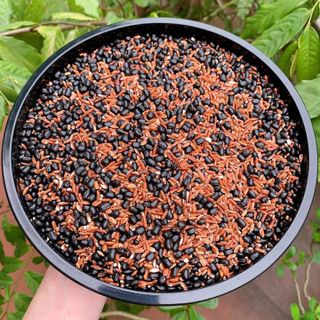 Trà Gạo Lứt Đậu Đen Mẹ Sữa