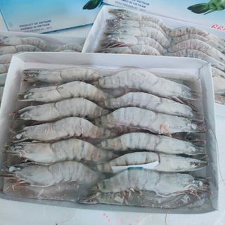 Tôm sú đông lạnh đủ size