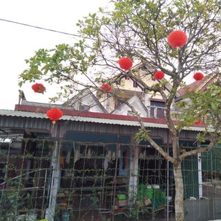 Đèn lồng tổ ong trang trí ( Loại dày và loại thường )