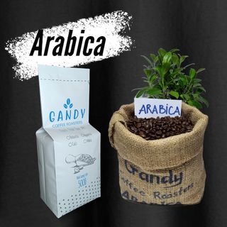 Cà phê Arabica (CẦU ĐẤT)