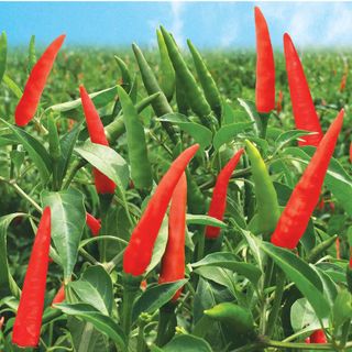Hạt giống ớt chỉ thiên lai Rạng Đông HGORD001