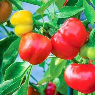 Ớt Chuông 3 Màu - Chuẩn Organic