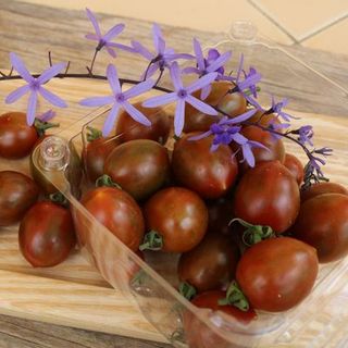 Cà Chua Bi Sô-Cô-La - Chuẩn Organic