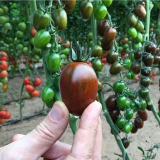 Cà Chua Bi Sô-Cô-La - Chuẩn Organic