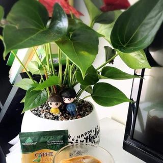 Cà Phê thảo dược thiên nhiên
