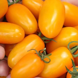 Cà Chua Bi Vàng - Chuẩn Organic