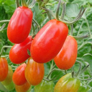 Cà Chua Bi Đỏ - Chuẩn Organic