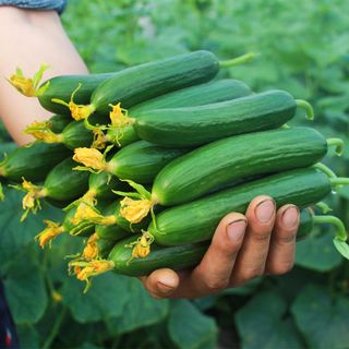 Dưa Leo Baby - Chuẩn Organic