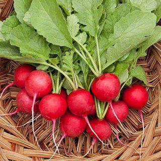 Củ Cải Đỏ - Chuẩn Organic