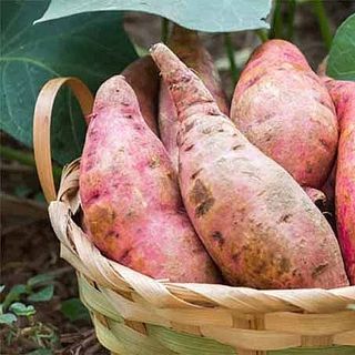 Khoai Lang Nhật - Chuẩn Organic