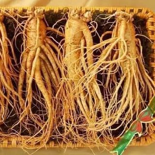 Cốt sâm Triều Tiên cao cấp cho sức khỏe