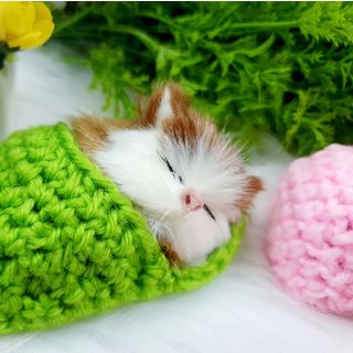 Mèo Nằm chiếc dép đan len