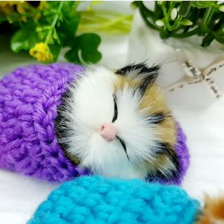 Mèo Nằm chiếc dép đan len