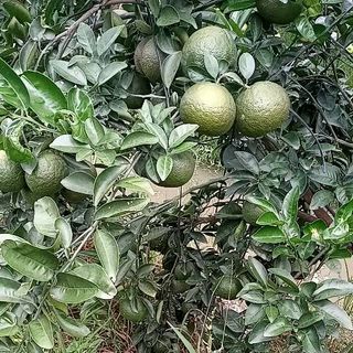 Cam sành miền Tây