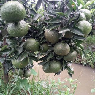 Cam sành miền Tây