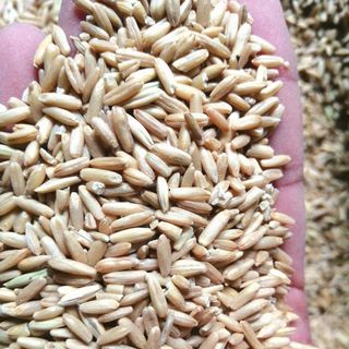 Yến mạch Úc UNIGRAIN