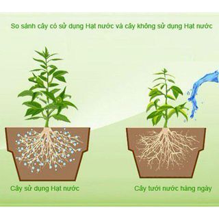 Bột giữ ẩm cho đất - Viên ngậm nước ứng dụng trồng cây