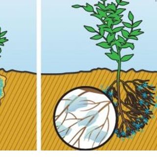 Bột giữ ẩm cho đất - Viên ngậm nước ứng dụng trồng cây