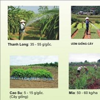 Bột giữ ẩm cho đất - Viên ngậm nước ứng dụng trồng cây