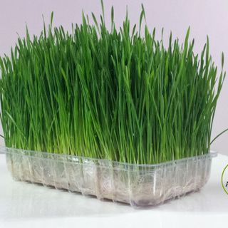 Hạt giống cỏ lúa mì bao nảy mầm trên 95%