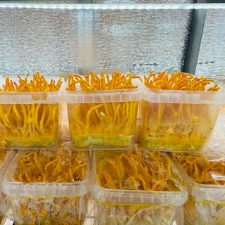 Nguồn Sỉ Đông trùng hạ thảo tươi (bán buôn bán sỉ)