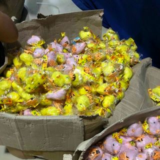 Gà nhảy dây cót