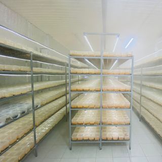 Nguồn sỉ Đông trùng hạ thảo khô (bán sỉ bán buôn)