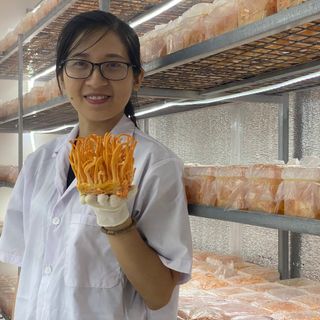 Nguồn sỉ Đông trùng hạ thảo khô (bán sỉ bán buôn)