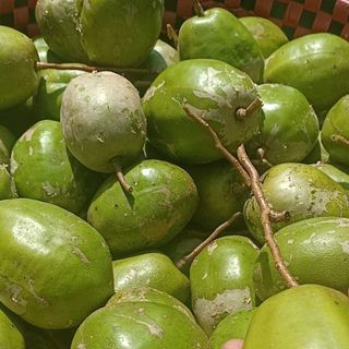 Cóc Cầy Thái ( trái cây)