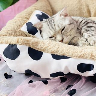 NỆM BÒ SỮA HÌNH VUÔNG KÈM GỐI CHO CHÓ MÈO