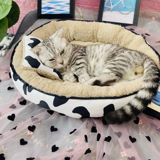 NỆM BÒ SỮA CHO CHÓ MÈO DƯỚI 6KG