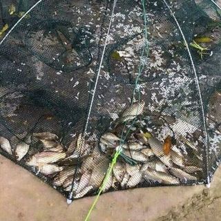 Lưới bắt cá 8 lỗ về sẵn sll