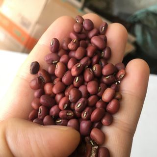 đậu đỏ hạt nhỏ làm bánh làm đẹp nấu chè