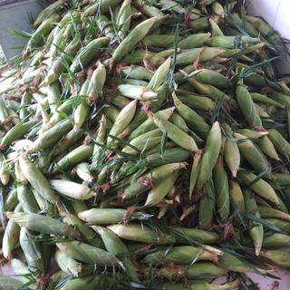 Bắp mỹ