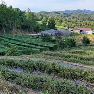 Cao Cà Gai Leo pha nước uống trực tiếp