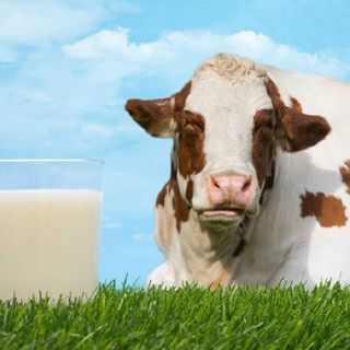 Sữa Australia Own Skim Milk – Sữa tươi không béo, dung tích hộp 1 lít