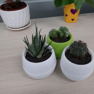 chậu trồng cây mini decor