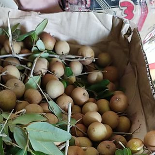 Cá bốp nguyên con