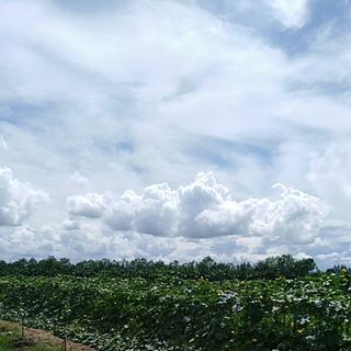 Xơ mướp chà lưng 100% thiên nhiên