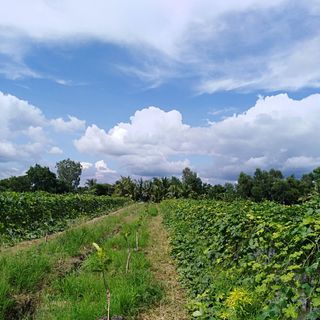Xơ mướp chà lưng 100% thiên nhiên