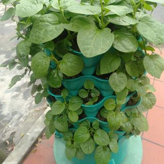 THÁP RAU HỮU CƠ