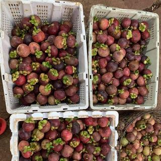 Măng cụt tươi ngon