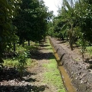 Măng cụt tươi ngon