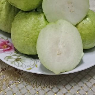 Cây giống ổi nữ hoàng