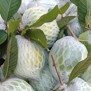 Cây giống ổi nữ hoàng