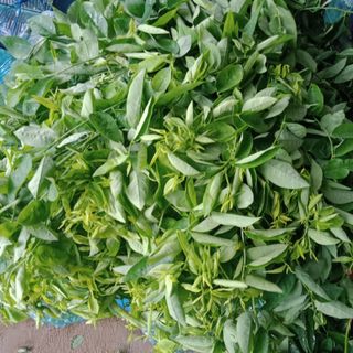 Rau các loại