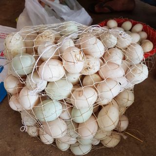 Trứng vịt size lớn