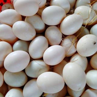 Trứng vịt size lớn